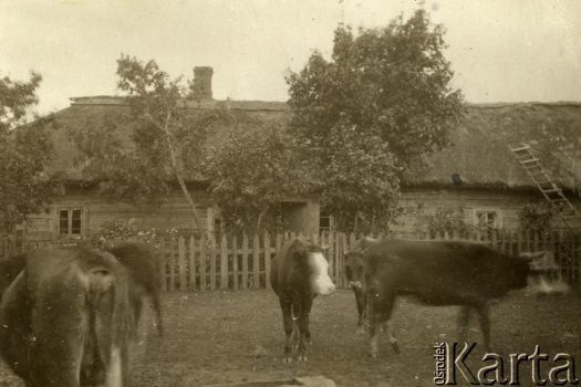 Fotografia z kolekcji Jolanty Woszczynin / Fotografía de la colección de Jolanta Woszczynin