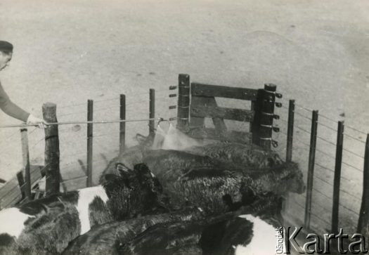 Fotografia z kolekcji Jolanty Woszczynin / Fotografía de la colección de Jolanta Woszczynin