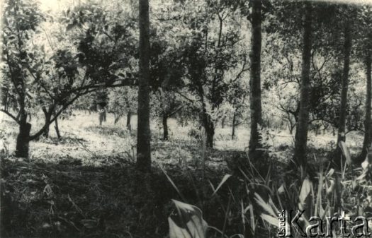 Fotografia z kolekcji Jolanty Woszczynin / Fotografía de la colección de Jolanta Woszczynin