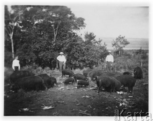 Fotografia z kolekcji Fabiany Śniechowski / Fotografía de la colección de Fabiana Śniechowski