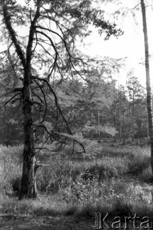 Fotografia z kolekcji Marii Świeczewskiej-Wańke / Fotografía de la colección de Maria Świeczewska-Wańke