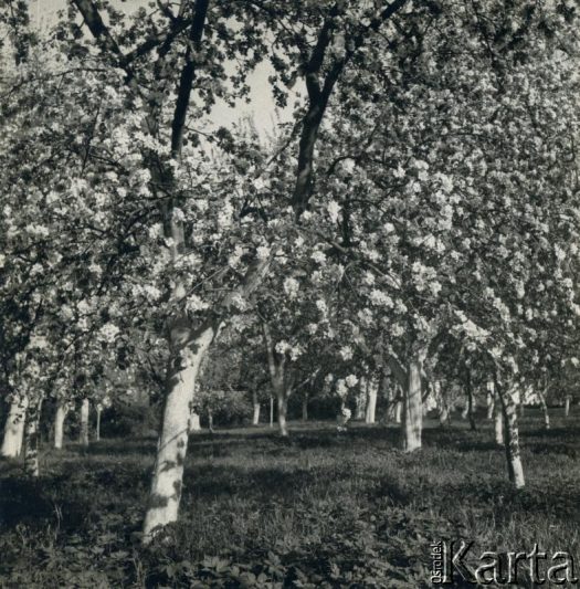Fotografia z kolekcji rodziny Jałbrzykowskich / Fotografía de la colección de familia Jałbrzykowski