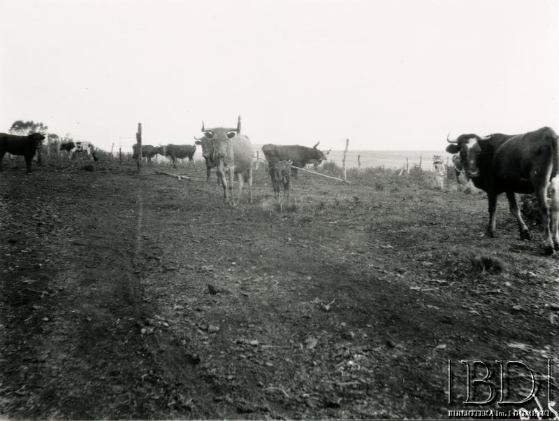 Fotografia z kolekcji Stanisława Pyzika / Fotografía de la colección de Stanisław Pyzik