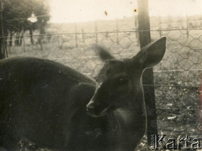 Fotografia ze zbiorów Stowarzyszenia Polsko-Argentyńskiego w Wandzie / Fotografía de la colección de la Asociación Argentino-Polaca en Wanda.